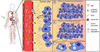 Antibody or Antibody Fragments: Implications for Molecular Imaging and Targeted Therapy of Solid Tumors